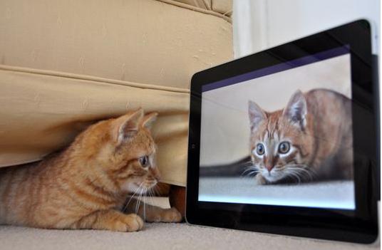 iPad и кошка