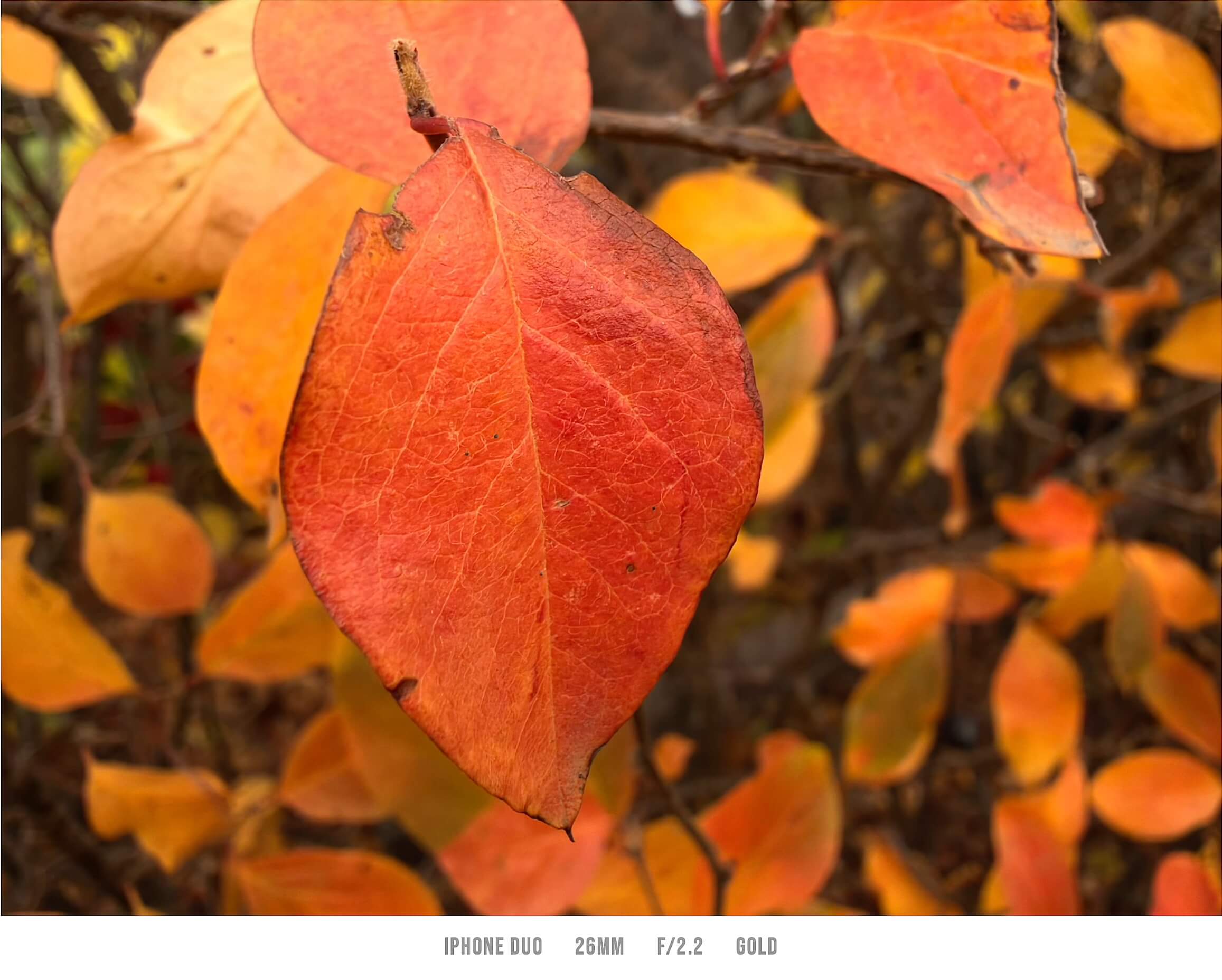 Example photo with the standard Gold filter Example photo with the standard Gold filter